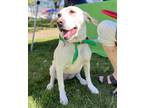 Adopt Daisy Tree a Labrador Retriever / Mixed dog in Barrington, RI (38712154)