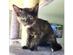 Adopt Winnie a Tortoiseshell Domestic Shorthair (short coat) cat in