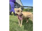 Adopt Treble a Tan/Yellow/Fawn Shepherd (Unknown Type) / Mixed dog in Dallas