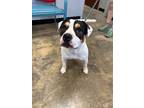 Adopt JoJo a Mixed Breed (Medium) / Mixed dog in Jonesboro, AR (38863356)