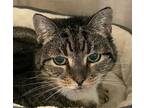 Adopt Charlie Ann a Domestic Shorthair / Mixed cat in Concord, NH (38882158)