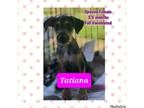 Adopt Tatiana a Tricolor (Tan/Brown & Black & White) Belgian Malinois /
