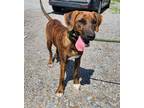 Adopt Thomland a Hound (Unknown Type) / Mixed dog in Cleveland, TN (38882128)