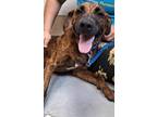 Adopt Jaxson a Hound (Unknown Type) / Mixed dog in Troy, VA (38882125)