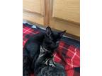 Adopt Raven - Sugar Plum Litter a Domestic Shorthair / Mixed cat in