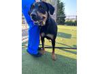 Adopt Stella Mae a Black Rottweiler / Mixed dog in Hutchinson, KS (38876870)