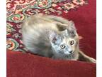 Adopt Kit Kat a Calico or Dilute Calico Domestic Mediumhair (medium coat) cat in