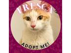 Adopt Fresca a Orange or Red (Mostly) Domestic Mediumhair / Mixed (medium coat)