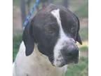 Adopt Oreo Schaffer a Mastiff / Mixed dog in Roswell, GA (38832648)