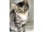 Adopt Pinto a All Black Domestic Mediumhair / Domestic Shorthair / Mixed cat in