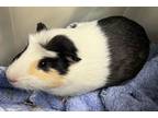 Adopt Smore a Guinea Pig small animal in Brooklyn, NY (38881760)