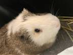 Adopt Morning a Guinea Pig small animal in Brooklyn, NY (38881756)