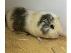 Adopt Tofu a Guinea Pig small animal in Brooklyn, NY (38881754)