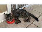 Adopt Sushi - Sugar Plum Litter a Domestic Shorthair / Mixed cat in