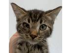Adopt Ricky Plesuski a Domestic Shorthair / Mixed cat in Salisbury