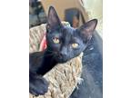 Adopt MIDNIGHT a All Black American Shorthair / Mixed (short coat) cat in