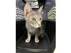 Adopt Rhaenys a Domestic Shorthair / Mixed cat in Lexington, KY (38881172)