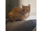 Adopt Augie a Domestic Shorthair / Mixed cat in Jacksonville, NC (38879852)