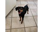 Adopt 53731668 a Black Miniature Pinscher / Mixed dog in El Paso, TX (38880113)