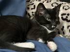 Adopt Tux a Black & White or Tuxedo Domestic Shorthair / Mixed (short coat) cat