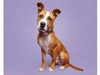 Adopt Jesse a Mixed Breed (Medium) / Mixed dog in Durham, NC (38879651)