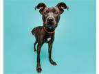 Adopt Shirley a Mixed Breed (Medium) / Mixed dog in Durham, NC (38879650)