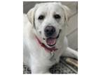 Adopt Jayda a White Labrador Retriever / Mixed dog in Warrington, PA (38879460)