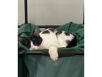 Adopt Orlo a Domestic Shorthair / Mixed cat in Sheboygan, WI (38771220)