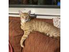 Adopt RUSTY a Orange or Red Domestic Shorthair / Mixed cat in Foley