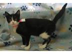 Adopt Katy - 37954 a Black & White or Tuxedo Domestic Shorthair / Mixed (short