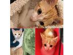Adopt Pallei a Domestic Shorthair cat in Honolulu, HI (38878860)