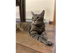 Adopt Layla (interactive companion) a Brown Tabby Domestic Shorthair / Mixed