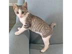 Adopt Lizzy a Gray, Blue or Silver Tabby Domestic Shorthair / Mixed (short coat)