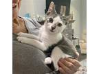 Adopt Fizzy a Gray, Blue or Silver Tabby Domestic Shorthair / Mixed (short coat)