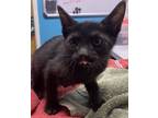 Adopt Heteronym a Domestic Shorthair / Mixed cat in Escondido, CA (38861322)