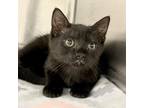 Adopt Zora a Domestic Shorthair / Mixed cat in Rocky Mount, VA (38760890)