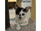 Adopt Ramen a Domestic Shorthair / Mixed cat in Spring Hill, KS (38878273)