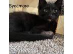 Adopt Sycamore a Domestic Shorthair / Mixed cat in Spring Hill, KS (38878272)