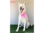 Adopt Millie a White Husky / Mixed dog in San Diego, CA (38878125)
