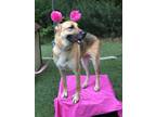 Adopt Ani a German Shepherd Dog / Mixed dog in Oakland, NJ (38765025)