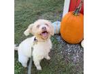 Adopt Sky a Wheaten Terrier / Poodle (Standard) / Mixed dog in Oakland