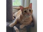 Adopt Ron a Orange or Red (Mostly) Domestic Shorthair / Mixed (short coat) cat