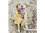 Adopt Harvard a Red/Golden/Orange/Chestnut Labrador Retriever / Mixed dog in