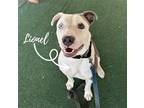 Adopt Lionel a White American Pit Bull Terrier / Mixed dog in Clarkesville