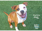 Adopt King Kong a Brown/Chocolate American Pit Bull Terrier / Mixed dog in