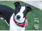 Adopt Chaco a Black Mixed Breed (Large) / Mixed dog in Kansas City