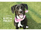 Adopt Minta a Black Labrador Retriever / Mixed dog in Kansas City, MO (38831663)