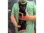 Adopt Flounder a All Black Domestic Shorthair / Mixed (short coat) cat in Maggie