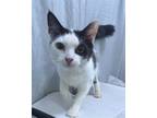Adopt Trixie - Adopted!! a Domestic Shorthair / Mixed (short coat) cat in