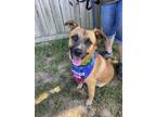 Adopt Gaige a Black - with Tan, Yellow or Fawn German Shepherd Dog / Mixed dog